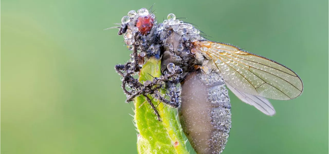 The Strange ‘Zombie Fungus’ That Controls Its Host—And Eats It Alive