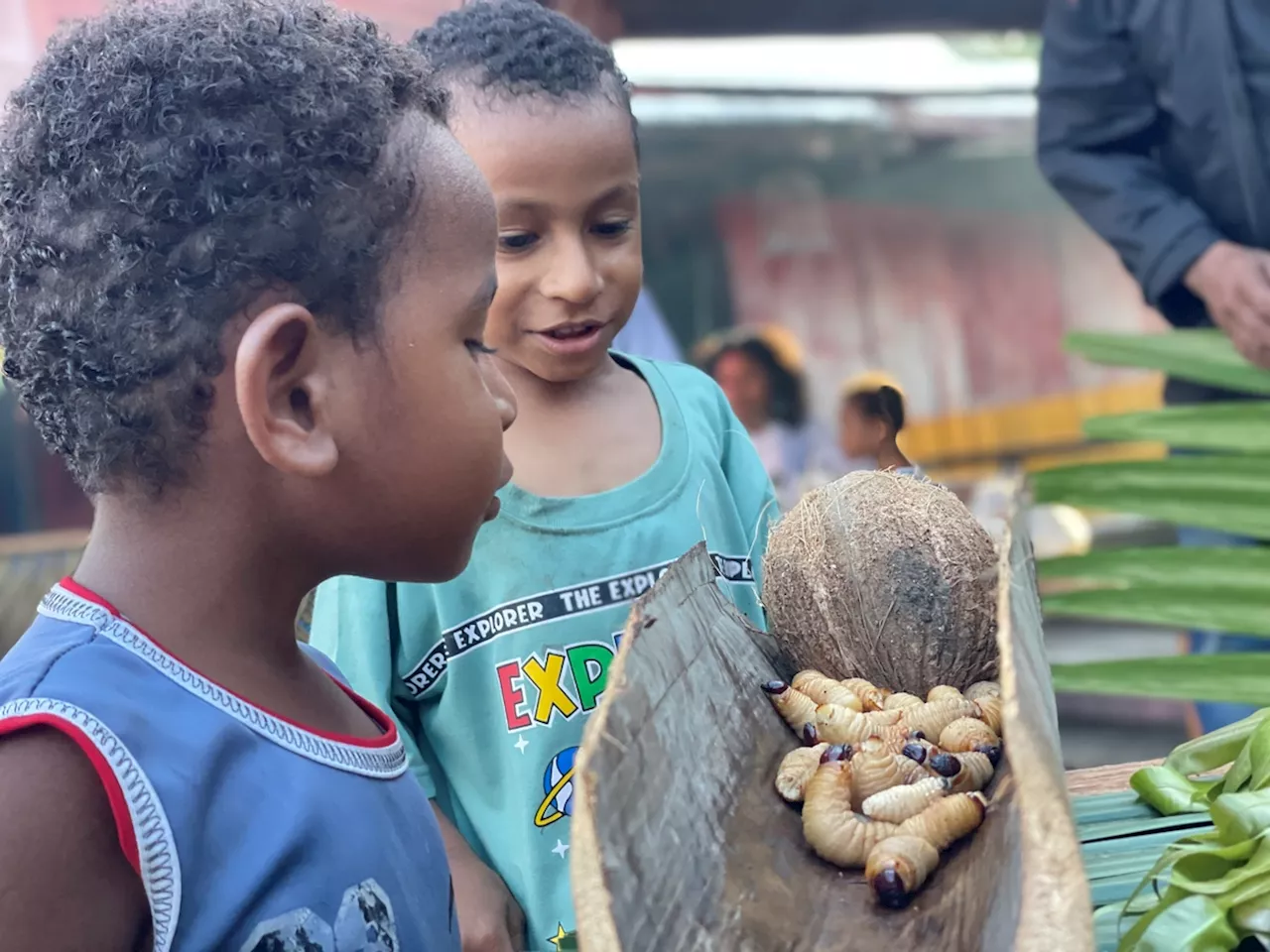 ”Unjuk Rasa” Menyantap Ulat Sagu di Kampung Yoboi Sentani