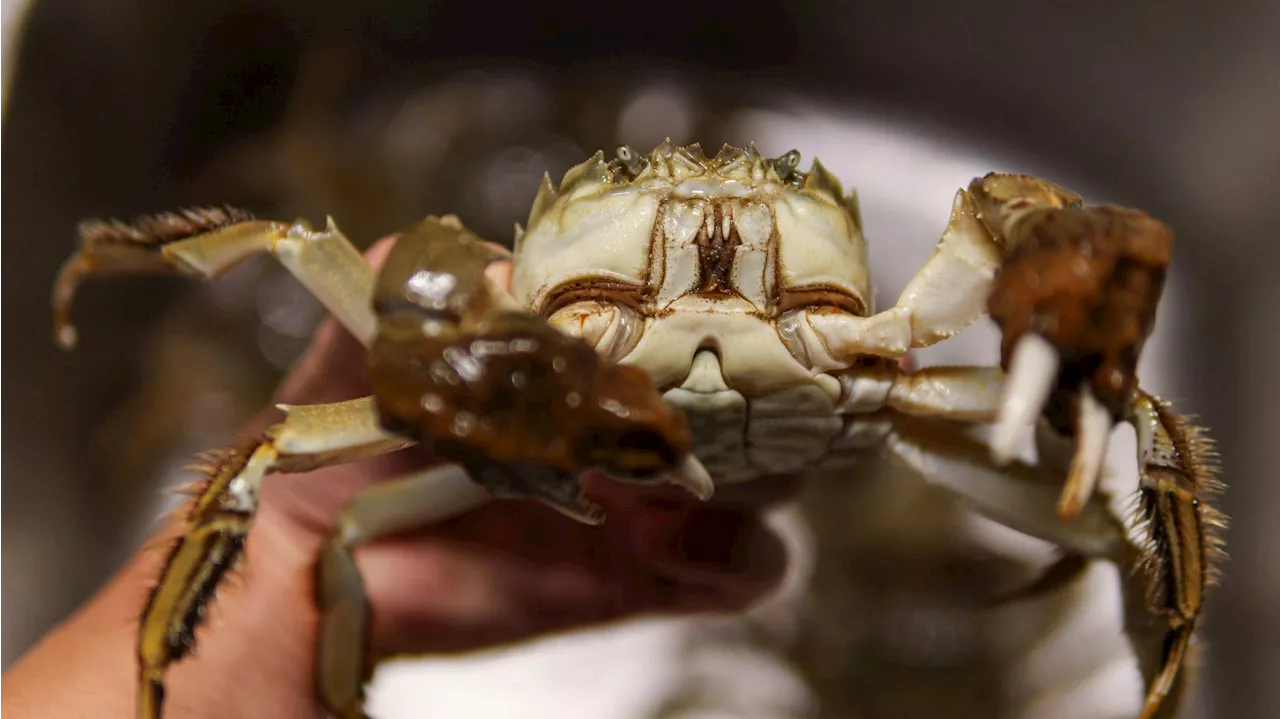 Kommt eigentlich aus China - Erstaunter Fischer holt 30-cm-Krabbe aus der Donau