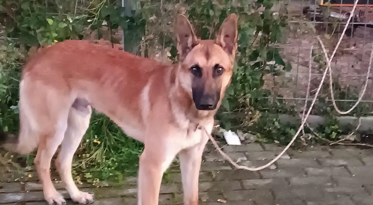 Cane legato e abbandonato alla stazione, salvato dagli “Angeli”