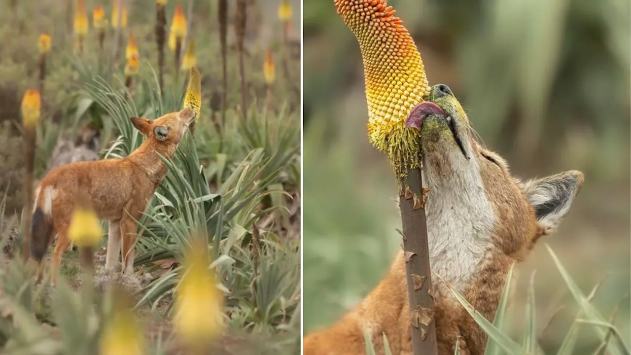 First sweet tooth behavior in large carnivores: Ethiopian wolves enjoy nectar