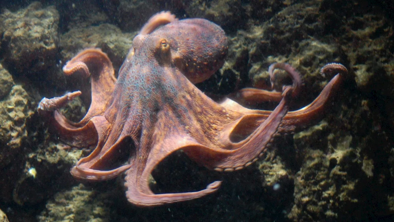 Octopus color change uses as much energy as a human jogging 25 minutes