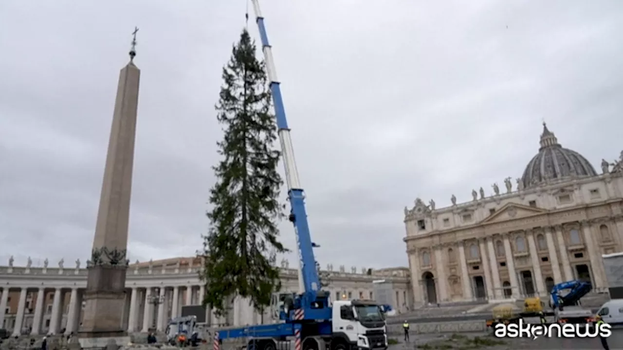 A Piazza San Pietro è arrivato il gigantesco abete per festeggiare il Natale