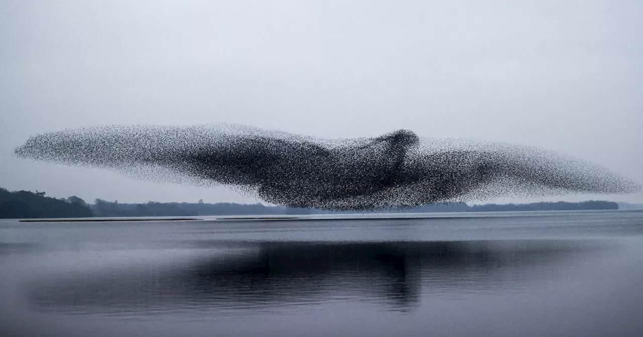 Pandemic Pursuit: Irish Photographer Captures Starving Murmuration Sensation