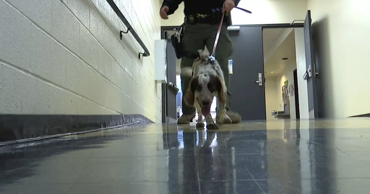 Tombstone Marshal's Office's newest K-9 is helping local high school students