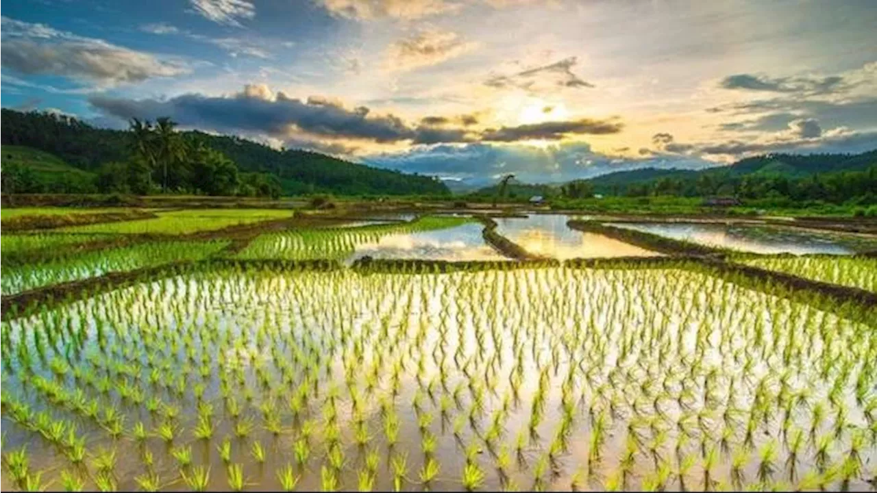 Begini Hitung-Hitungan Penghasilan Petani Muda Milenial Sehingga Capai Rp10 Juta per bulan.