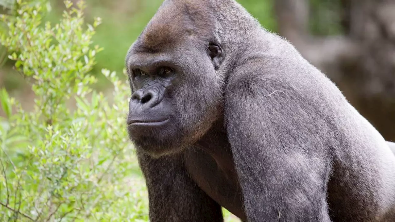 Human Error at Calgary Zoo Leads to Death of Young Gorilla