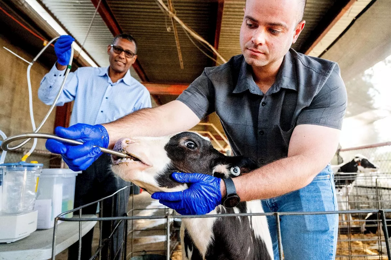 Transformer le microbiote des vaches pour les rendre moins polluantes