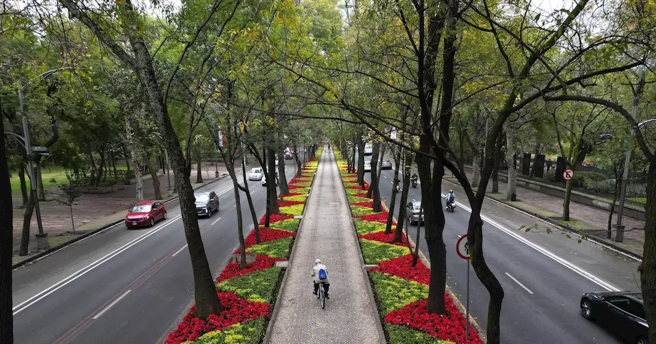 Paseo de la Reforma se viste de rojo con flores de Nochebuena