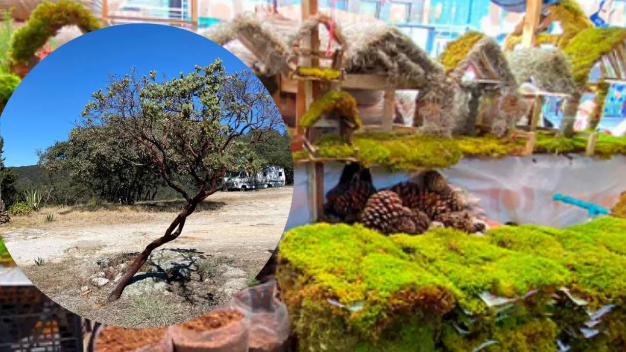 Tradiciones navideñas ponen en riesgo especies de la Sierra de Lobos