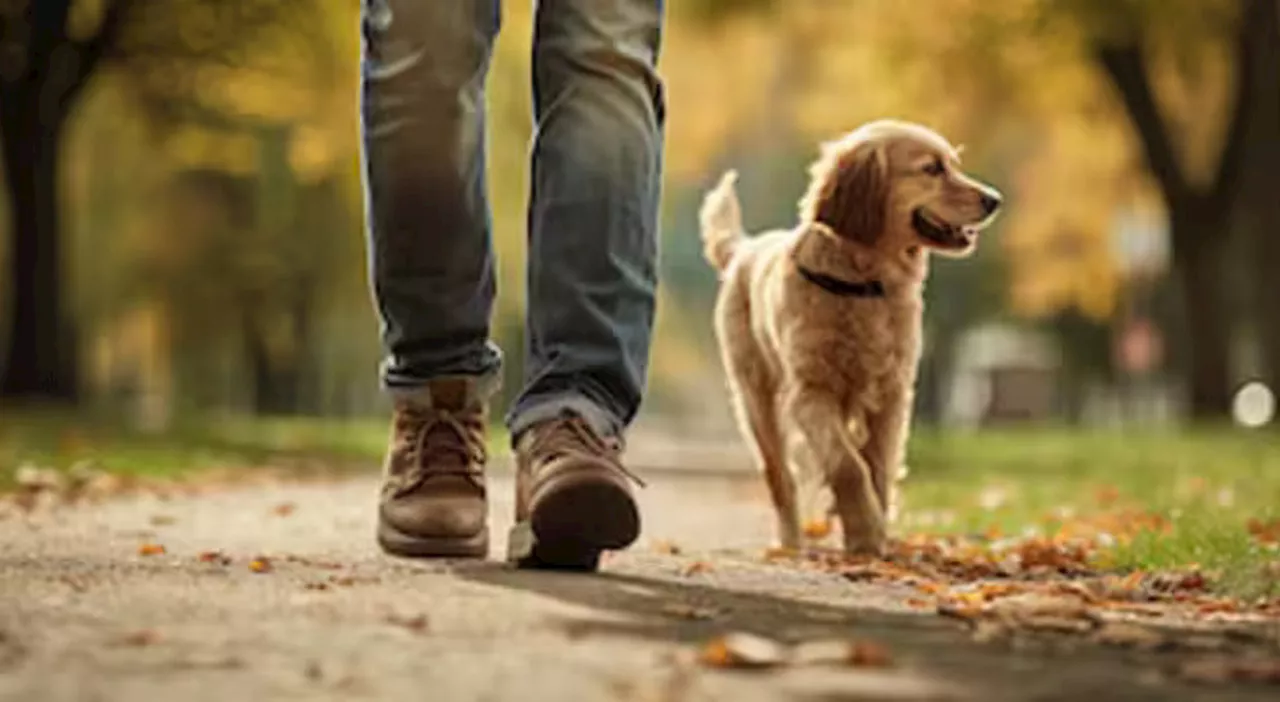 Coppia litiga, lui chiude lei nel garage e porta il cane a fare una passeggiata: al suo ritorno trova i carabi