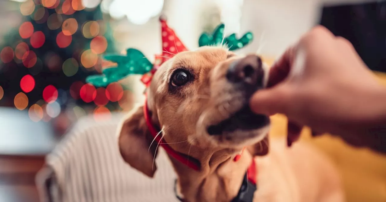 Lancashire RSPCA launches annual Christmas appeal