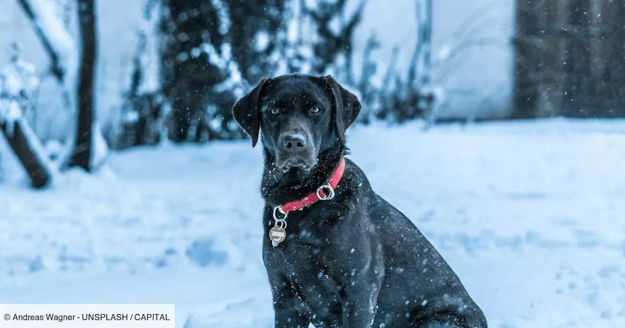 Une touriste cherche désespérément sa chienne disparue à l’aéroport Charles de Gaulle : les réseaux sociaux...