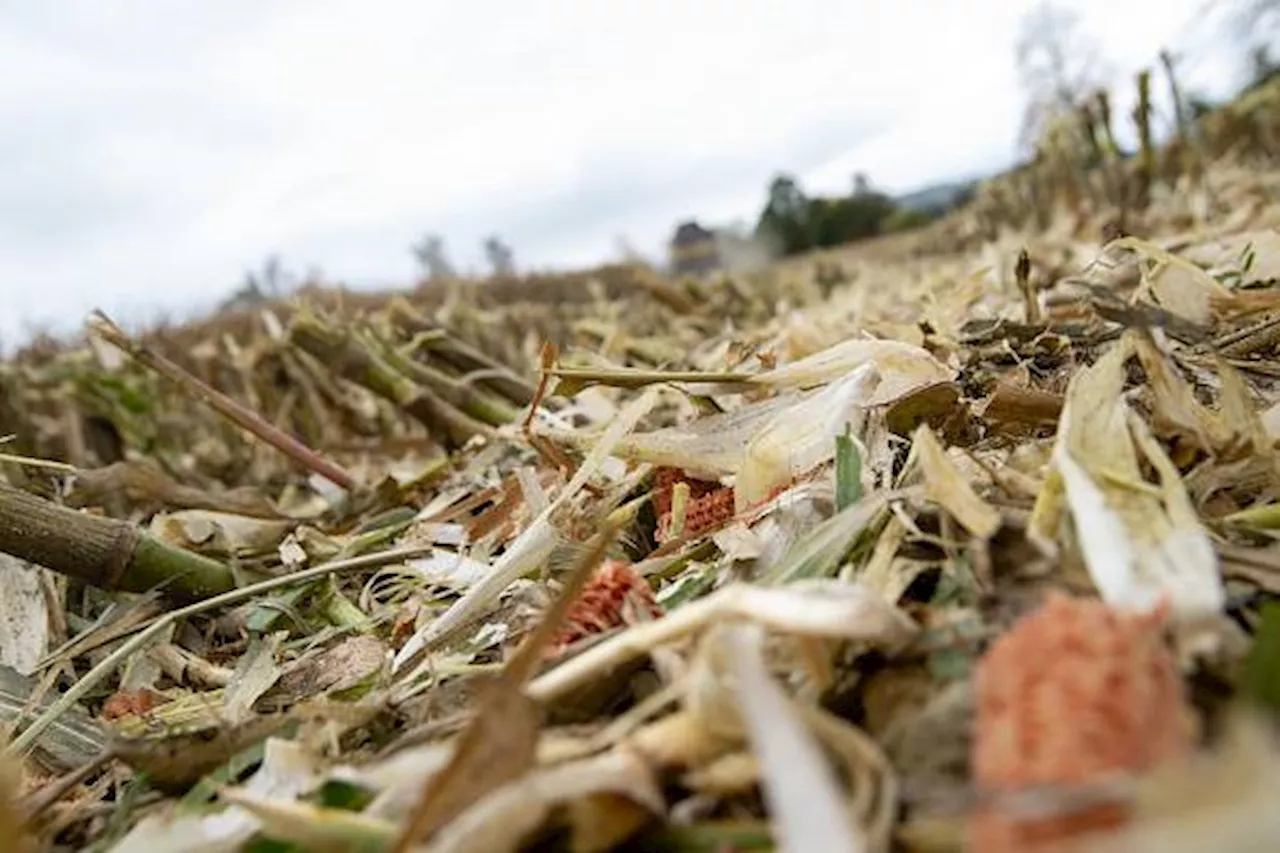 Court Overturns Drought-Tolerant Maize Approval, Setting Precedent for Judicial Overreach