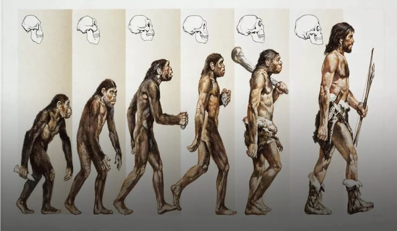 Teori Evolusi Manusia, dari Meganthropus Paleojavanicus hingga Homo Sapiens