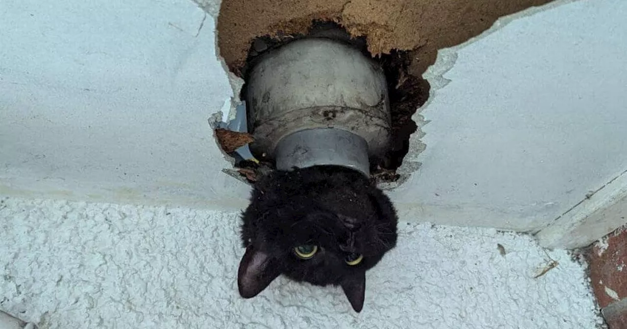 Cat named John rescued by firefighters after getting head stuck in drainpipe