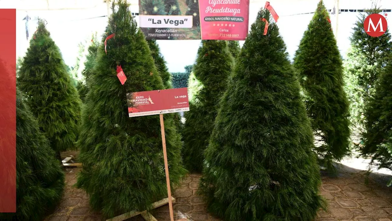 Arranca Expo Navidad Forestal Estado de México 2024