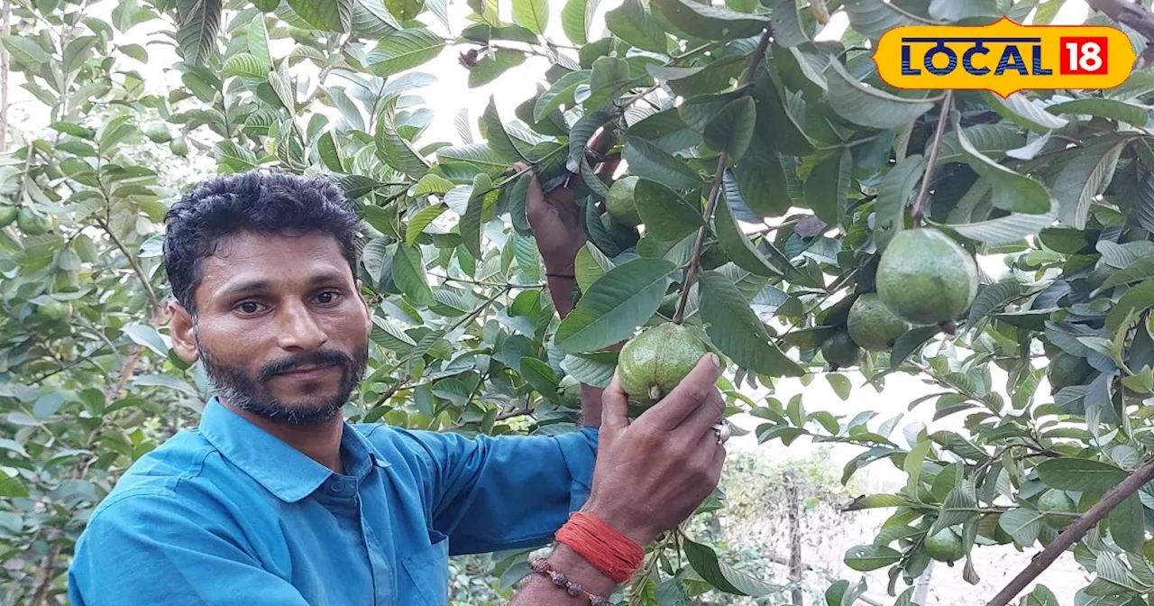 Pink Guava Cultivation: किसान पिंक अमरूद की कर लें खेती, बदल जाएगी तकदीर!