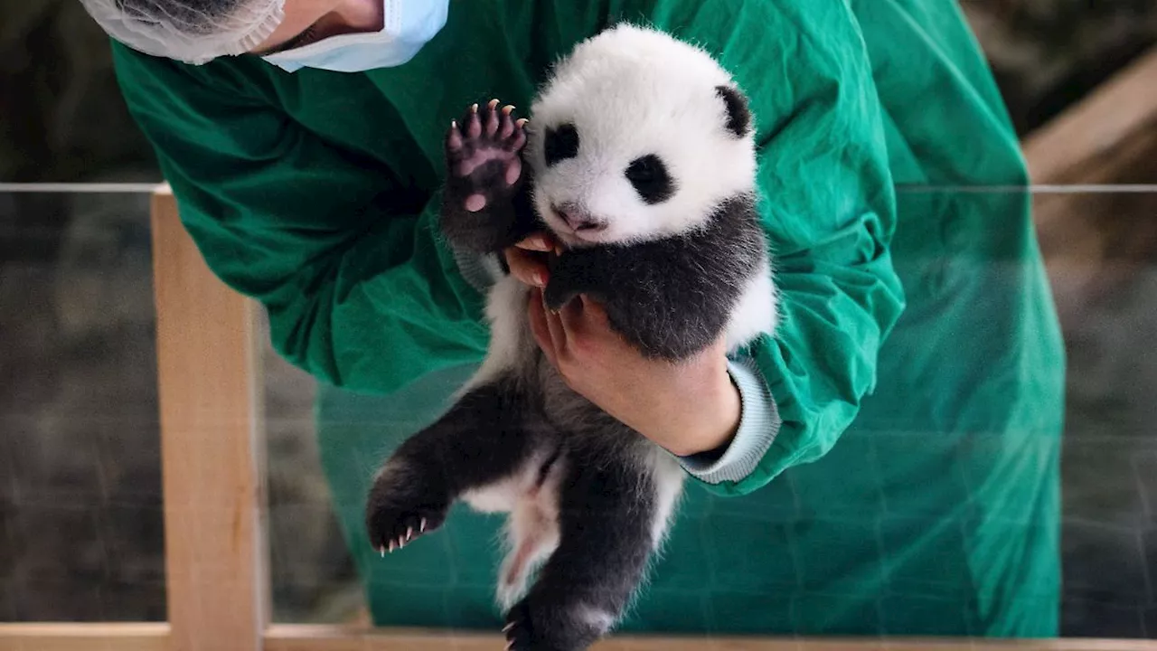 Panda-Babys im Berliner Zoo: Was hinter den flauschigen Diplomaten im Dienste Chinas steckt