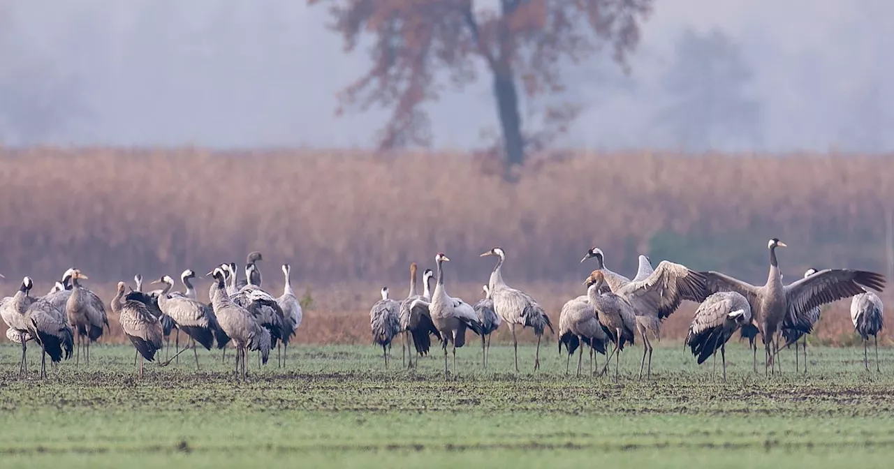 „Wildwest bei der Planung von Windkraftanlagen“ im Kreis Minden-Lübbecke