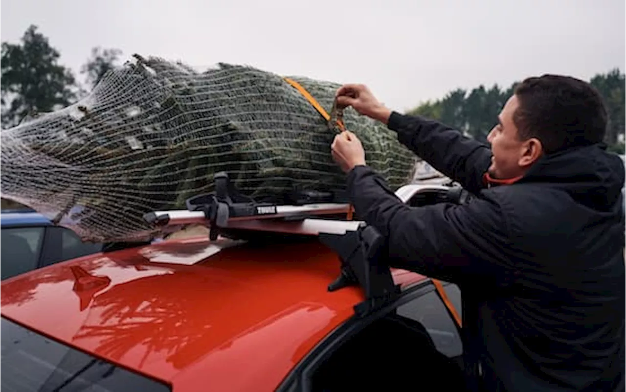 Albero Natale, come trasportarlo in auto: i consigli e le norme del Codice della Strada