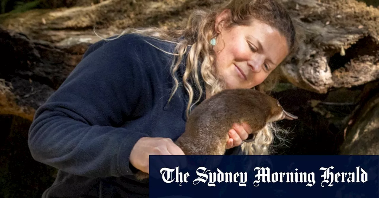 Christmas comes early for platypus rescued from remote country road