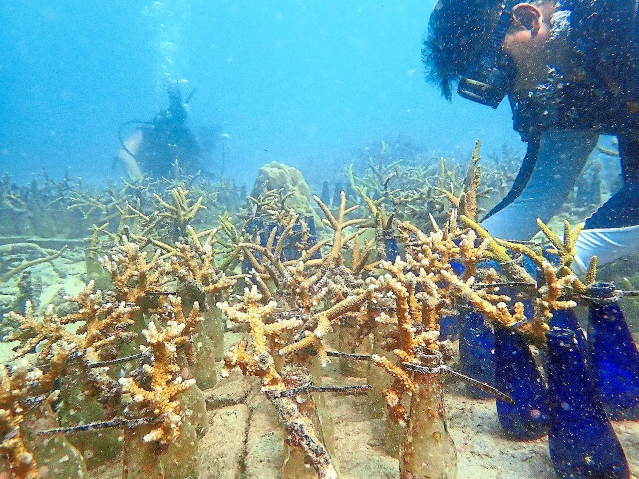 Saving coral reefs via citizen science