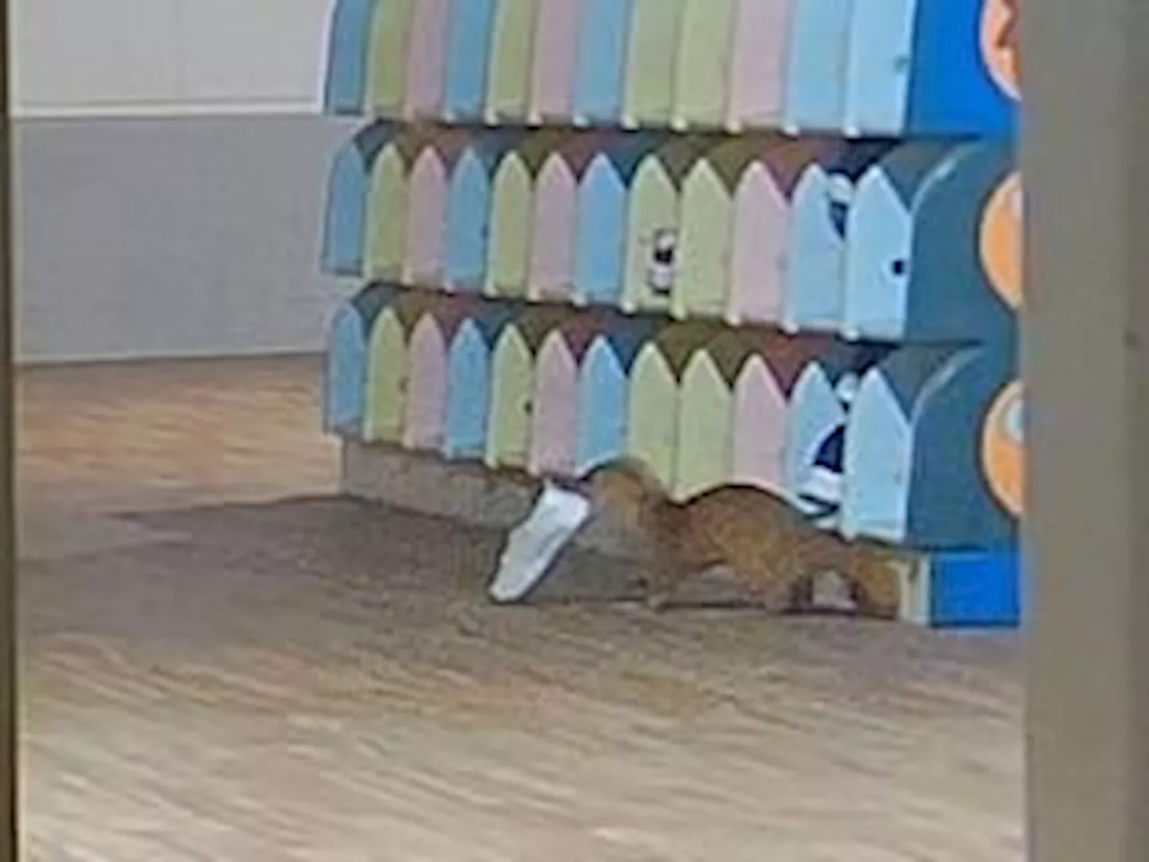 Weasel Caught Stealing Shoes at Japanese Kindergarten