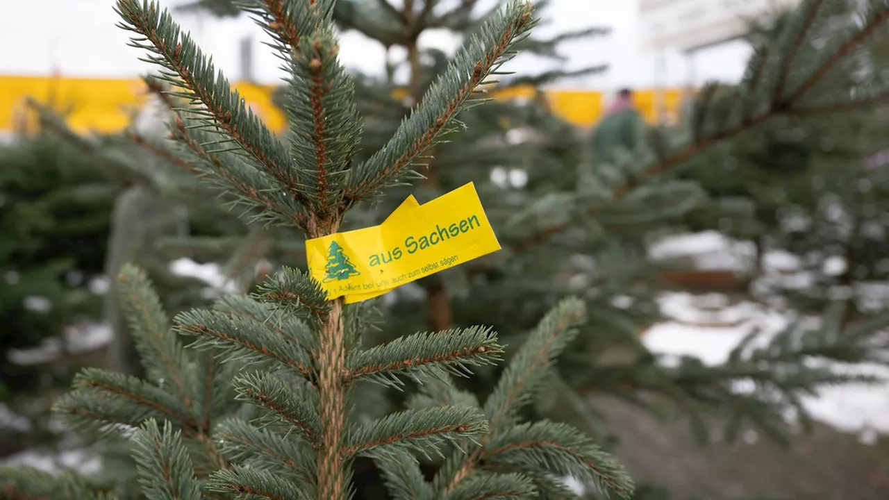 Weihnachtsbaumverkauf: Preise für Weihnachtsbäume in Sachsen weitestgehend stabil