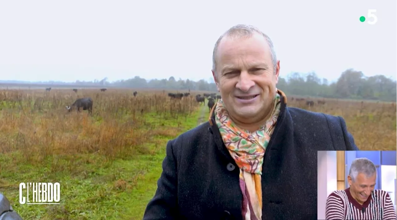 Intervilles. « Je n’ai aucun doute que les vaches landaises sont heureuses en liberté » : Nagui répond à l’invitation du maire de Mont-de-Marsan