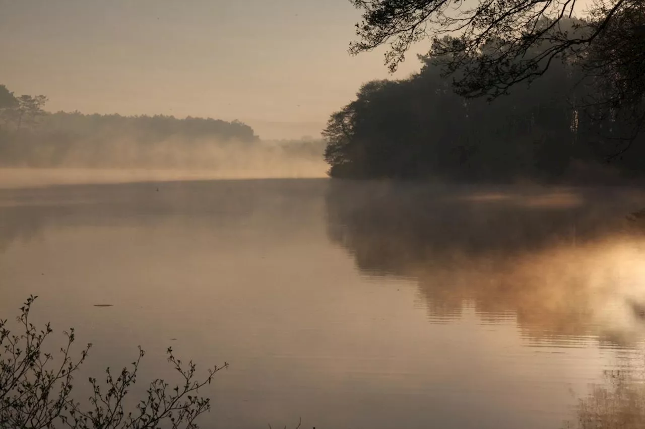 L’Étang Noir dans les Landes : en images, balade entre forêt marécageuse, tourbière, étang et ruisseau