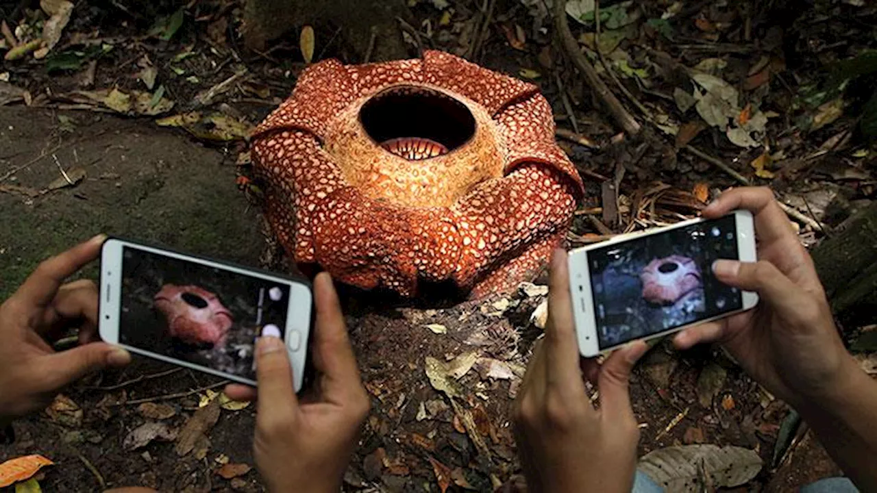 Sering Dianggap Sama, Ini Perbedaan Bunga Rafflesia Arnoldii dan Bunga Bangkai