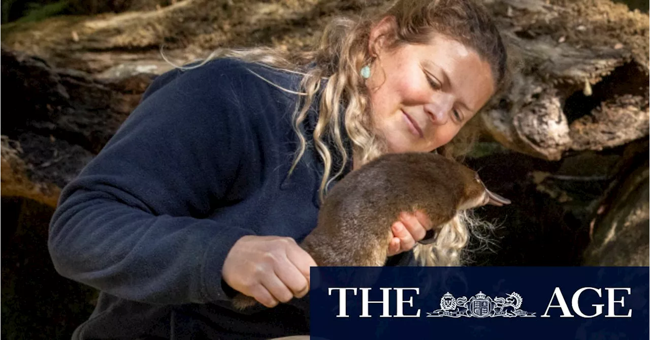 Christmas comes early for platypus rescued from remote country road