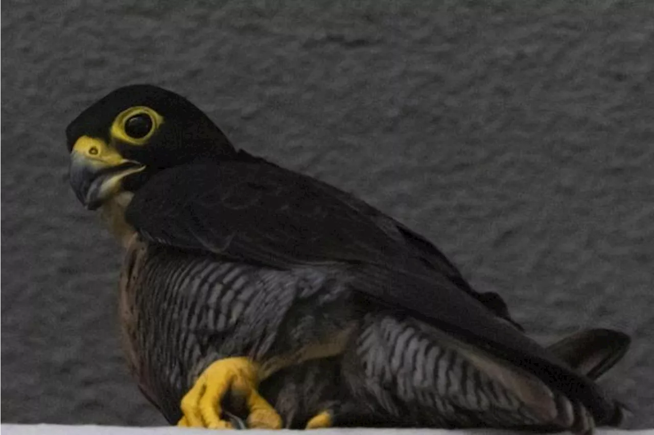 Peregrine falcon nest documented for first time in CBD