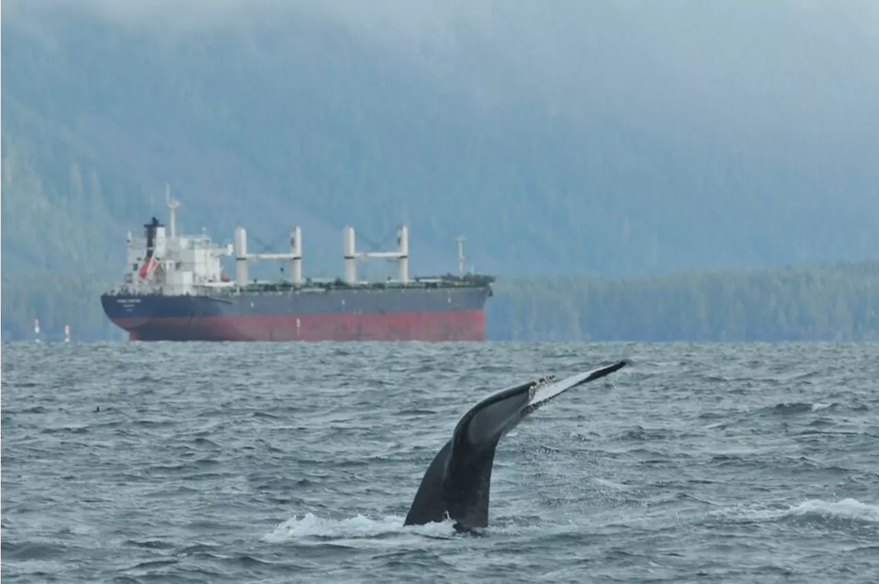 New Study Reveals High-Risk Zones for Ship-Whale Collisions