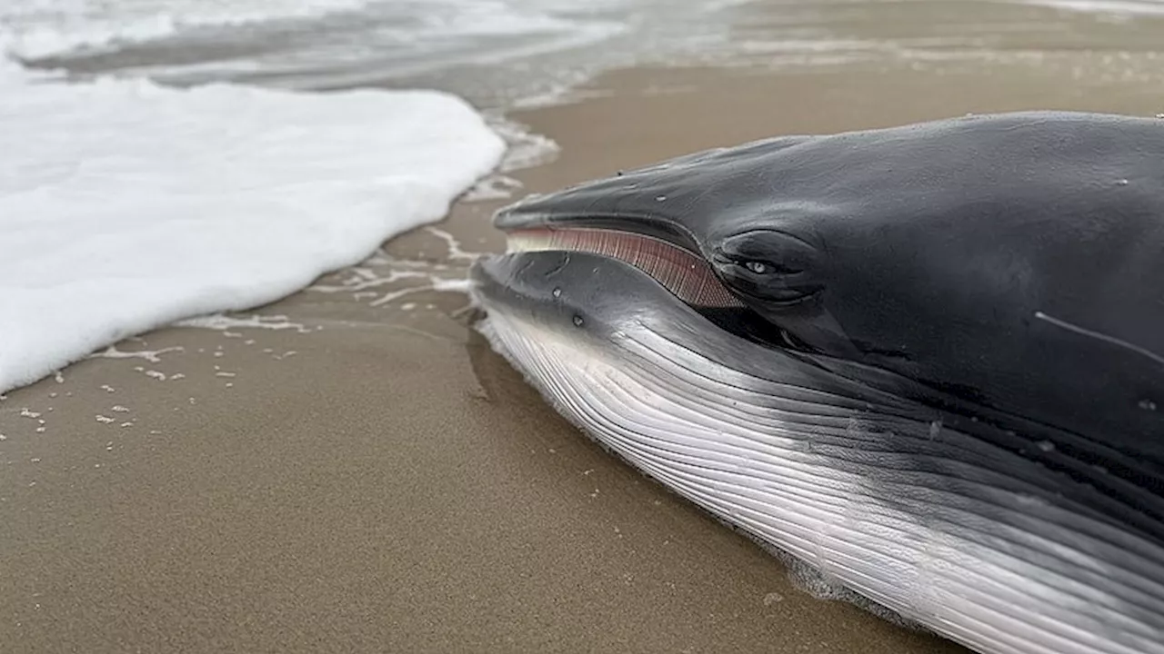 Frisk vågehval dør ved Houvig Strand