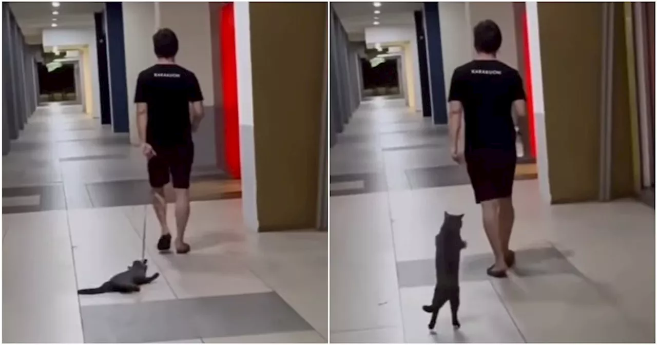 Man Caught Dragging Cat by Its Neck with Rope at Old Klang Road Condo, Police Investigating