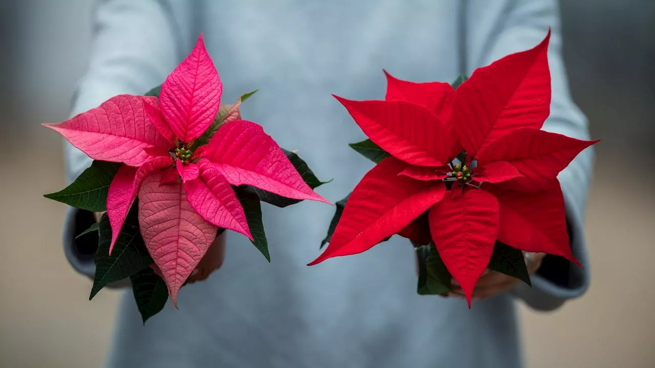 Weihnachtsstern-Pflege: Alles zur beliebten Adventspflanze