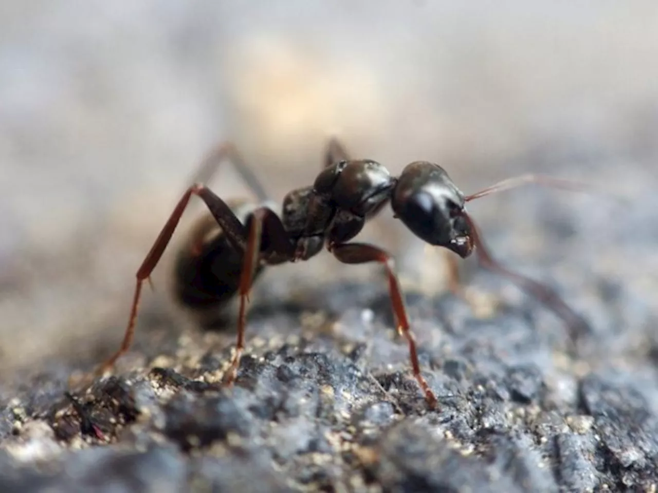 Ant Eradication Guide for Cape Town Residents