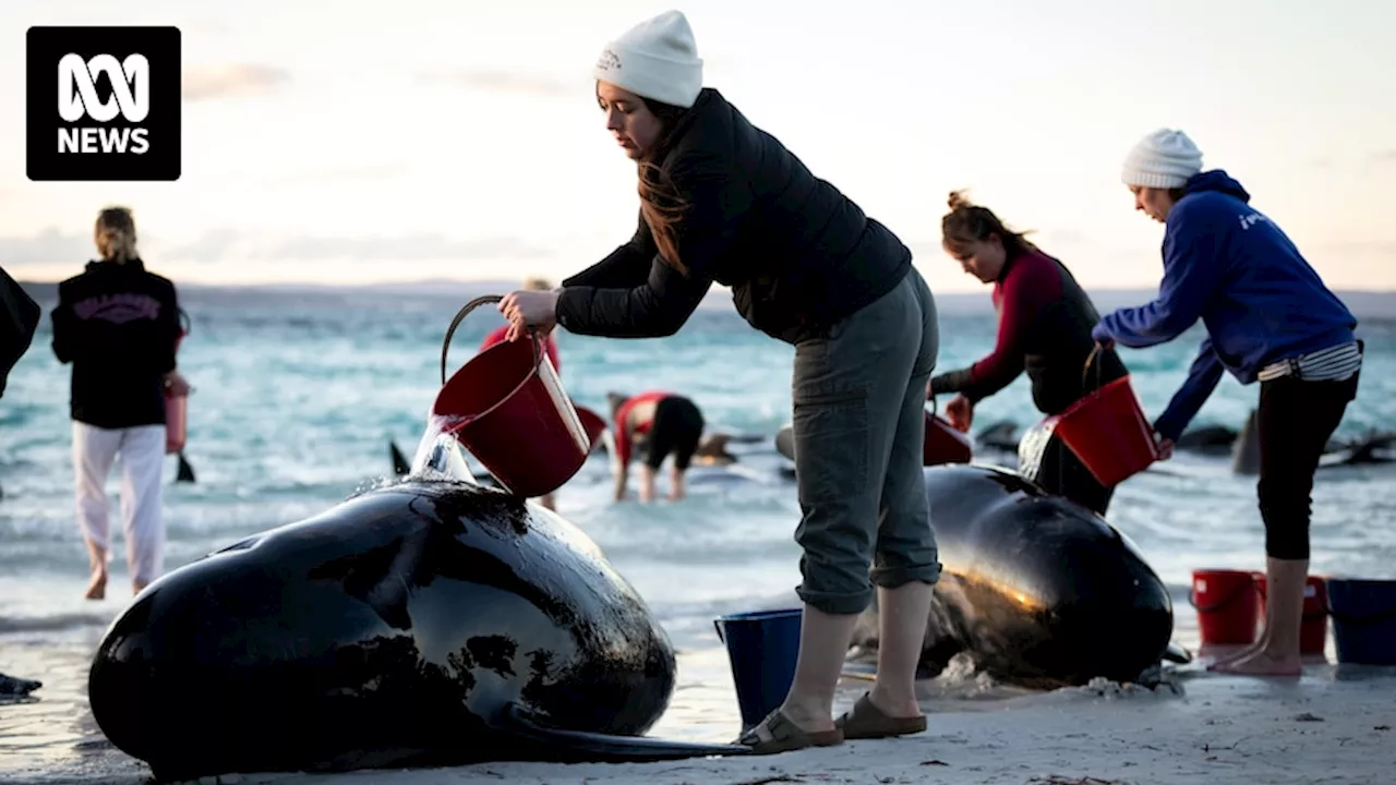 Scientists surprised to find salmonella in autopsies of whales that perished in mass strandings