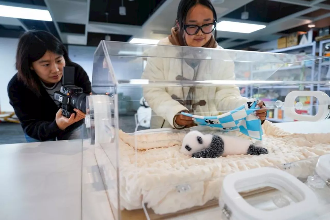 Boneka panda inovatif buatan China kian populer di seluruh dunia