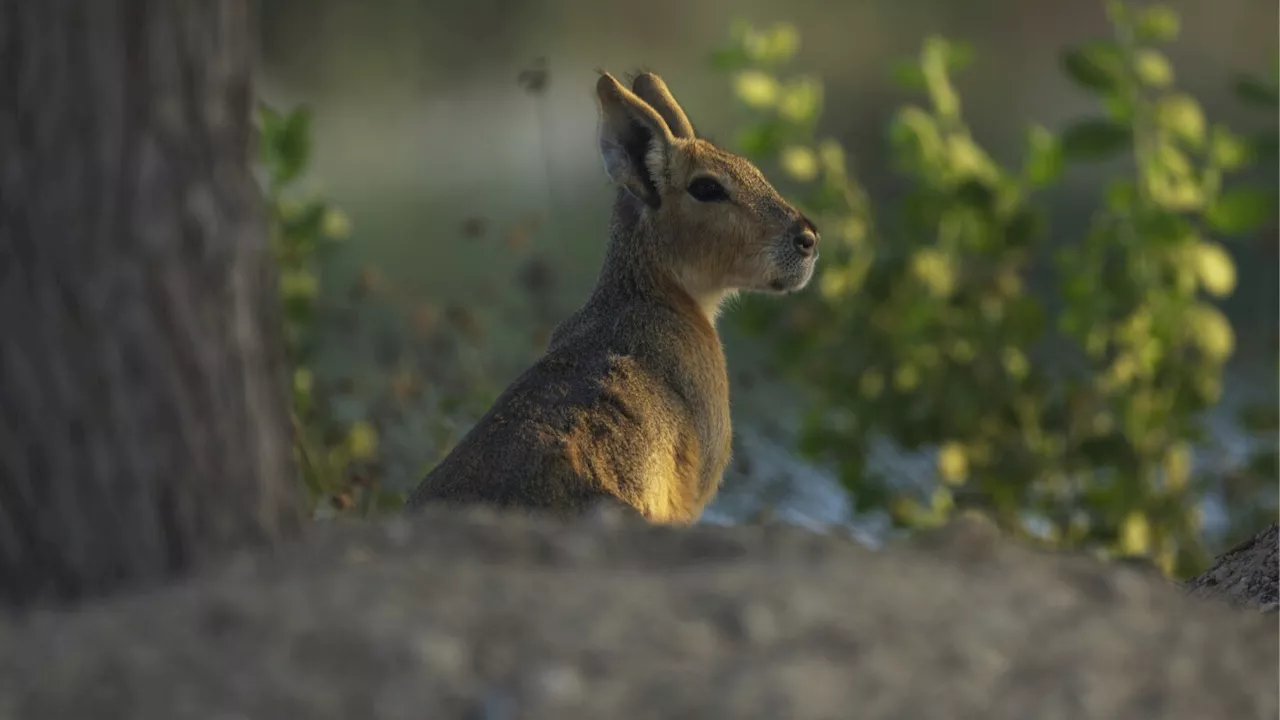 Argentine rodents are Dubai oasis' newest residents