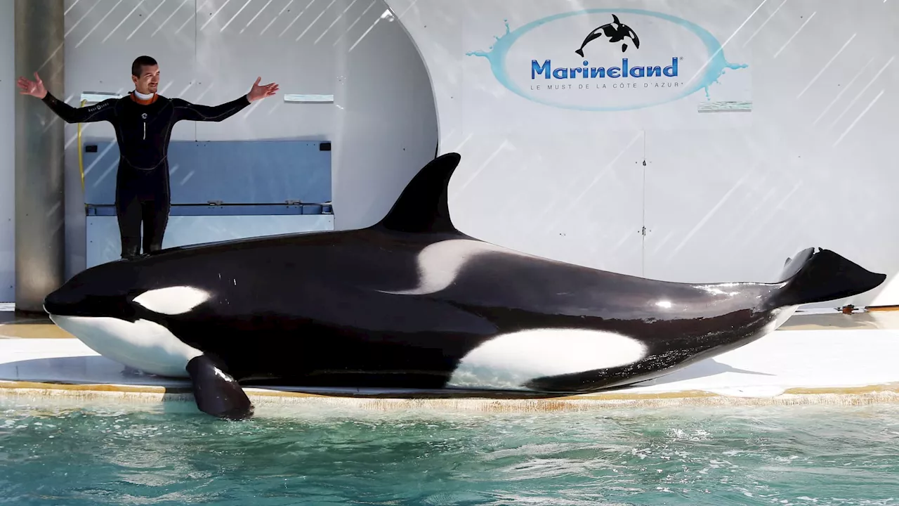 Marineland: le gouvernement s'oppose au transfert des deux dernières orques au Japon