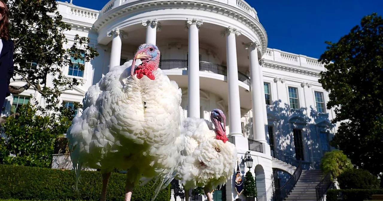 Biden begnadigt Truthähne vor Thanksgiving