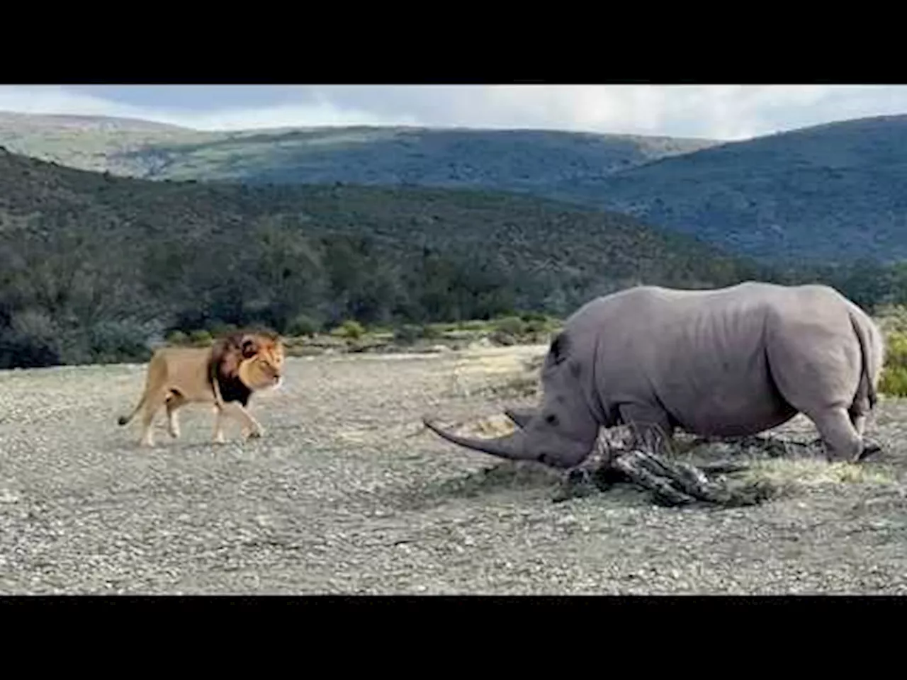 Watch: Retreat! Lions and rhino sent scampering