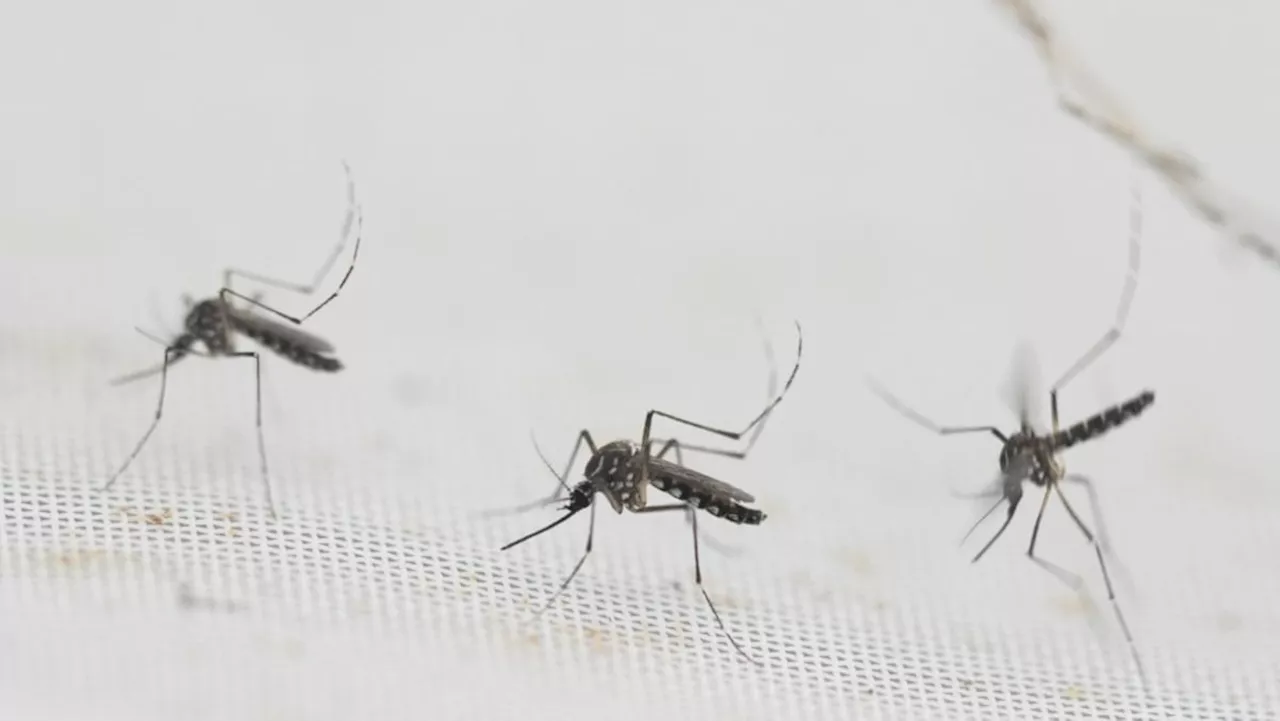 Wolbachia mosquito releases to reach 50% of all Singapore households by 2026 to combat dengue