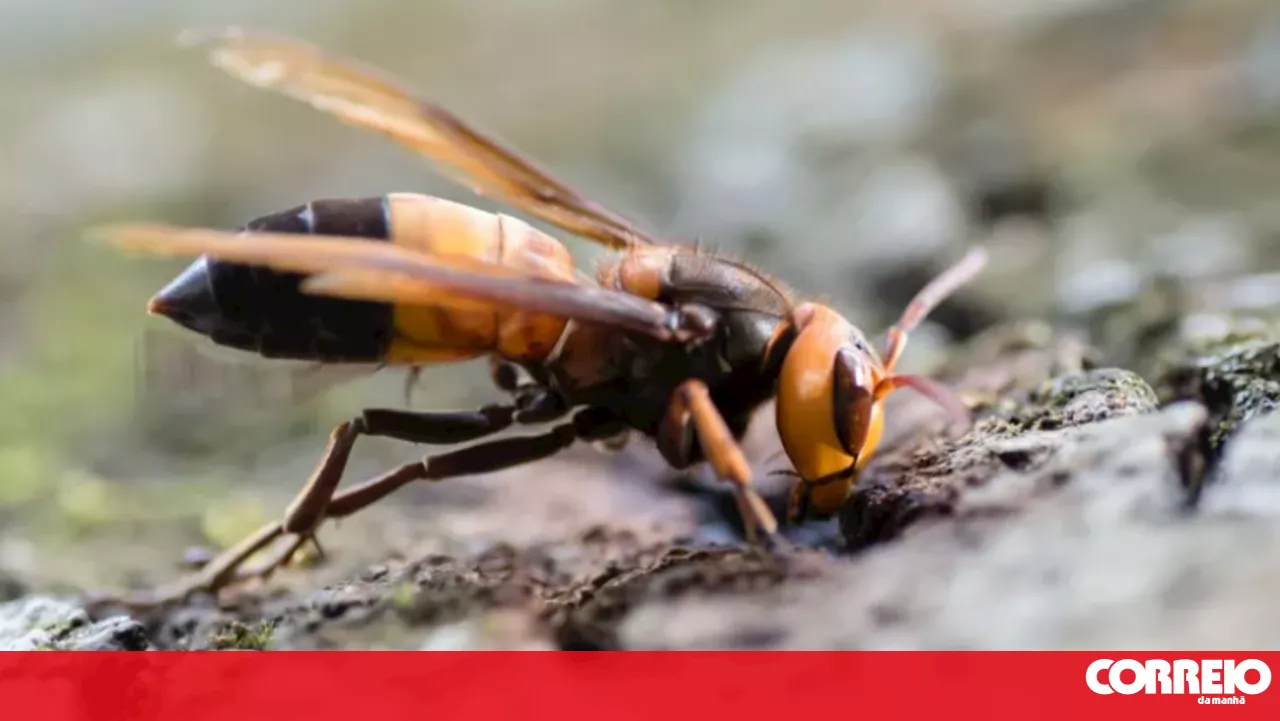 Associação apela à prevenção contra invasão nacional de vespa pior que a asiática