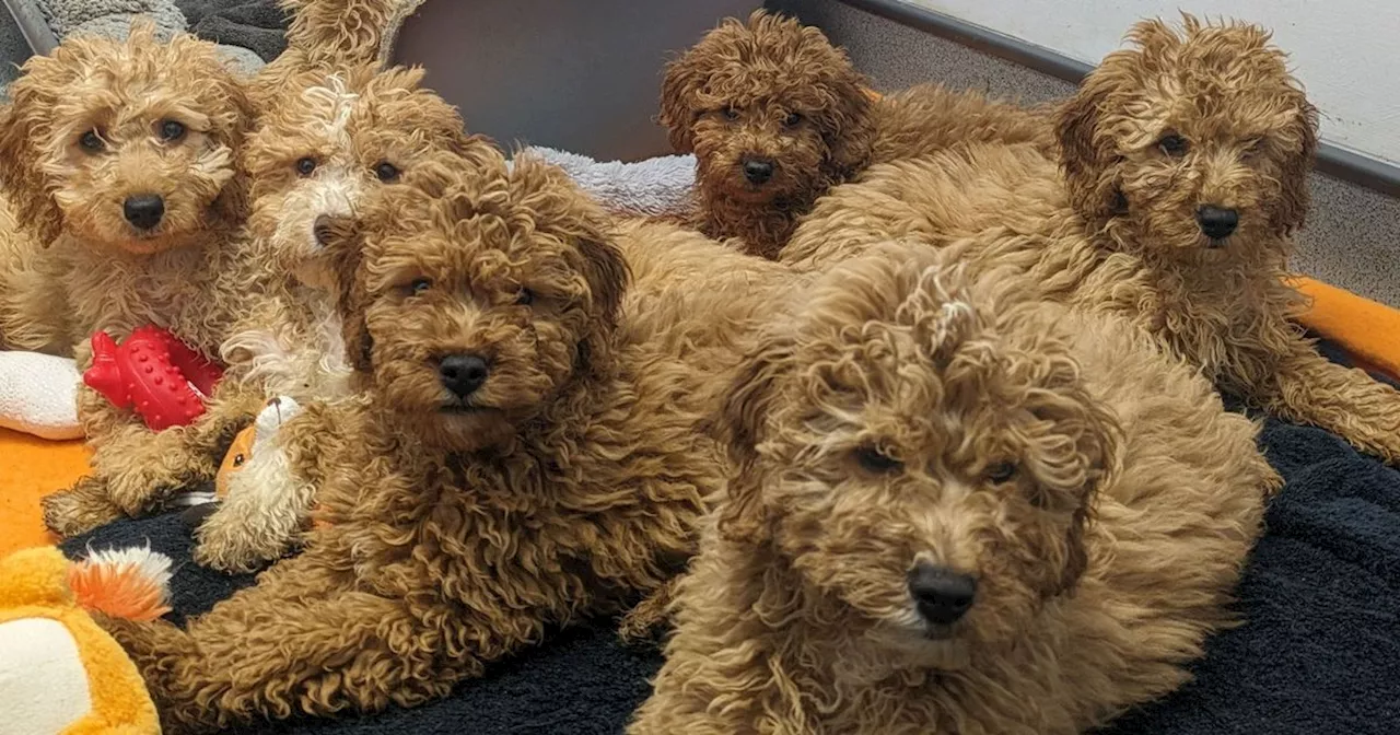 Puppies dumped in boxes at ferry port feature in hard-hitting Christmas campaign