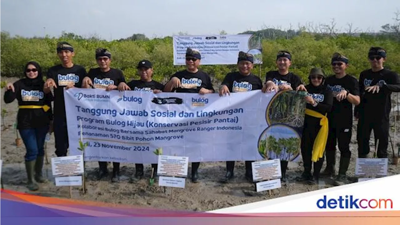 Program Bulog Hijau Tanam 570 Bibit Mangrove di Bali