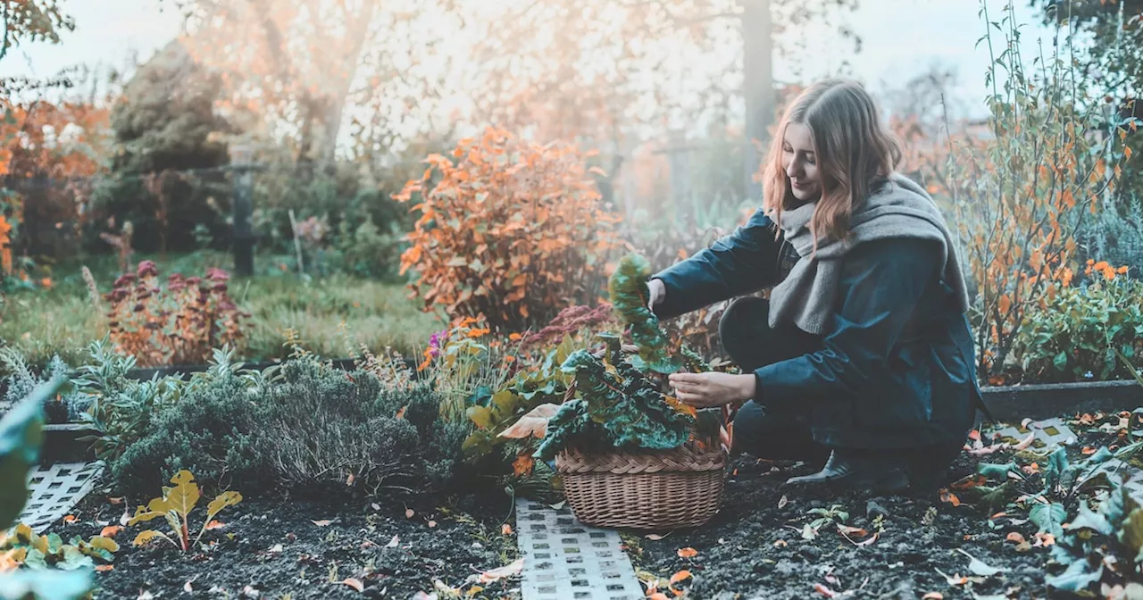 „Widerstandsfähiger gegen Kälte': Gartenexpertin verrät ungewöhnlichen Trick, um Pflanzen vor Frost zu schützen